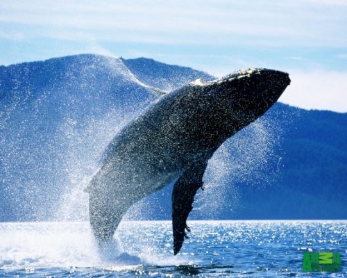 Топ-10: лучшие места, где можно встретить китов