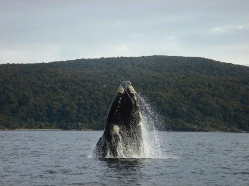 Топ-10: лучшие места, где можно встретить китов