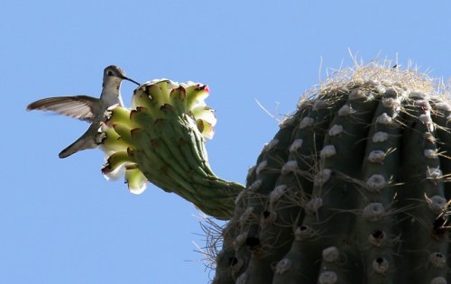 Жизнь на кактусе сагуаро