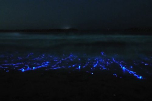 Светящиеся медузы в Японии