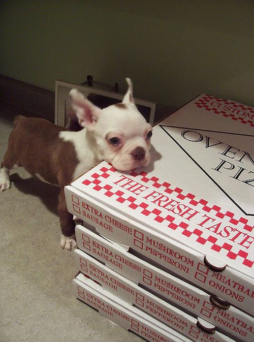 Собаки, которые любят пиццу