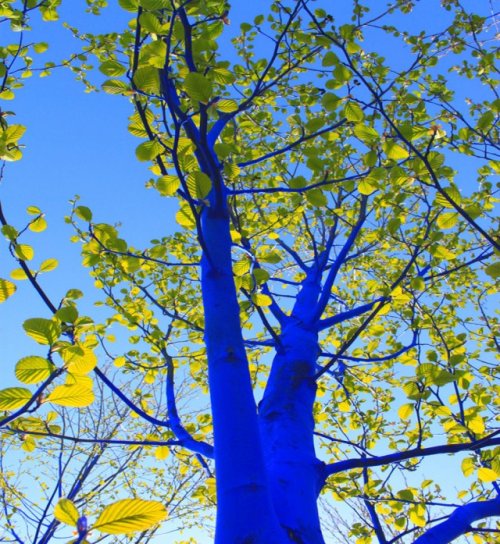 Синие деревья Константина Димопулоса