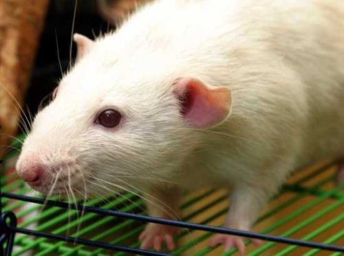 Топ-10: факты о крысах
