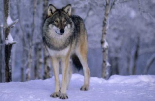 Топ-10: факты о волках