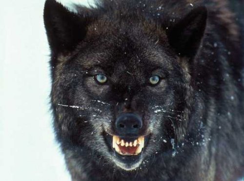 Топ-10: факты о волках