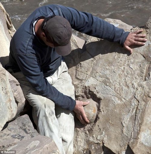 Геологи Чечни обнаружили древние яйца динозавров