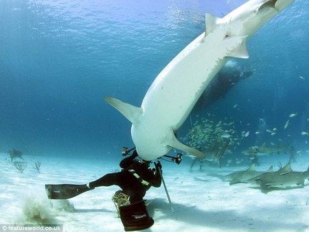 Самые удивительные истории столкновения с акулами