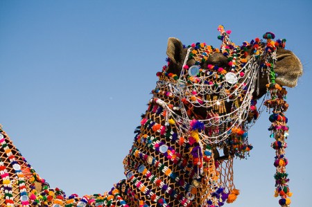 Фестиваль верблюдов в Биканере