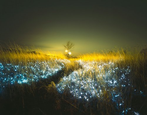 Звездная ночь в траве