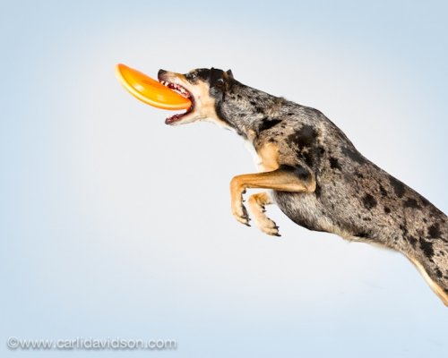 Прыгающие собаки от Карли Дэвидсон