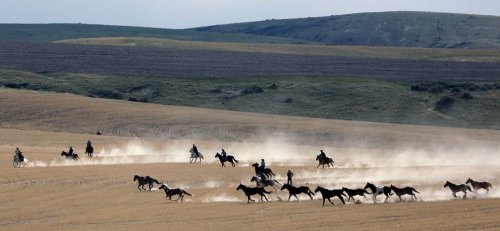 Лошади штата Монтана