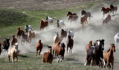 Лошади штата Монтана