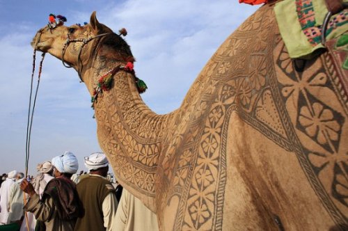 Фестиваль верблюдов в Биканере