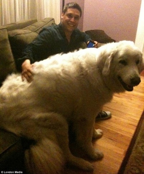 Большие собаки (7 фото)