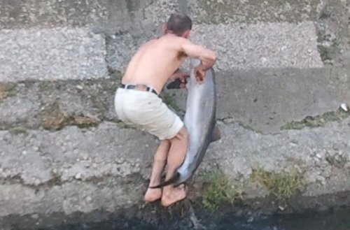 В Керчи горожанин спас дельфина