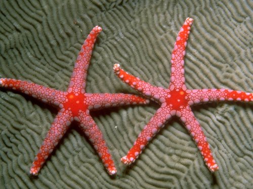 Удивительные морские звезды