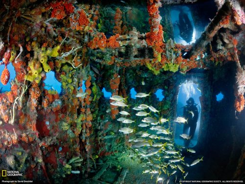 Подводный мир Дэвида Дубиле