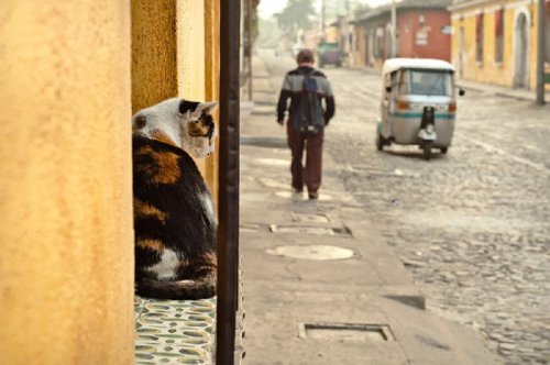 Кругосветное путешествие с уличными котами