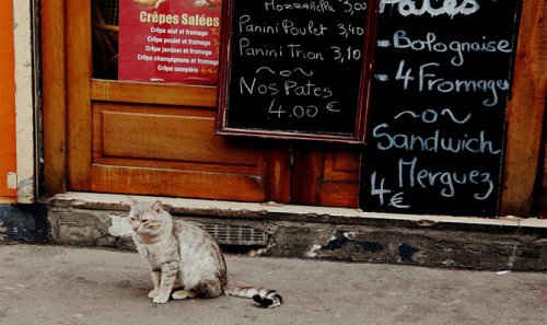Кругосветное путешествие с уличными котами