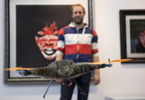 Голландец сделал вертолет из чучела своего кота