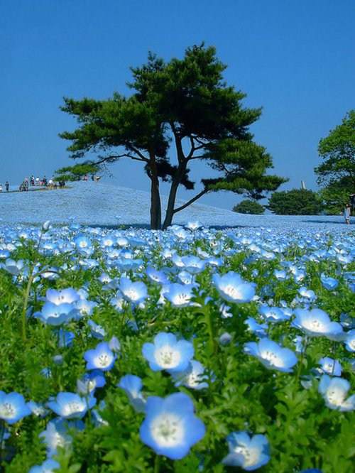 «Hitachi Seaside Park» - парк цветов