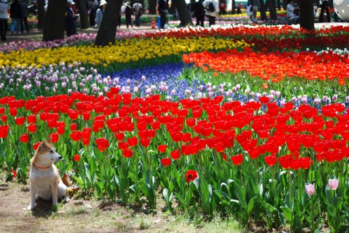 «Hitachi Seaside Park» - парк цветов