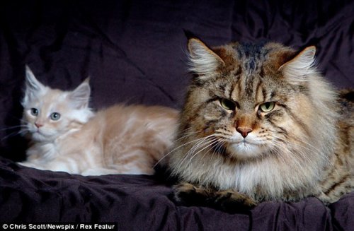 Cамый крупный кот в мире