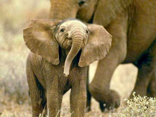 Такие милые слонята