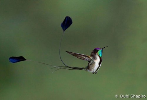 Победители Всемирного конкурса фотографии птиц 2012