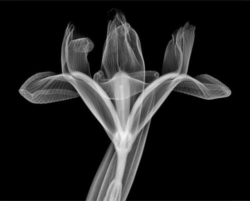 Рентгеновские фото Ника Визи