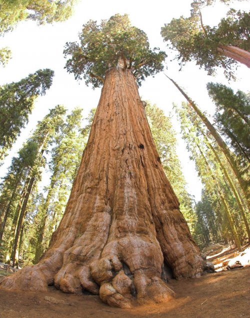 Самое большое дерево в мире