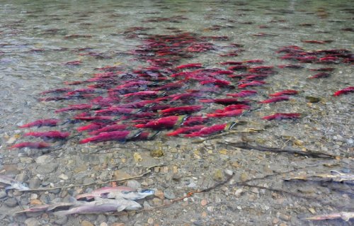 Миграция лосося на реке Адамс