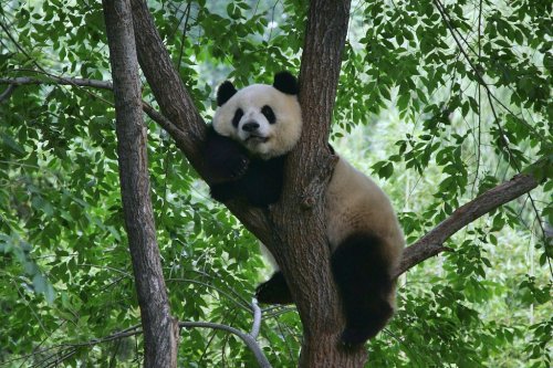 Милые и забавные панды из зоопарка Пекина