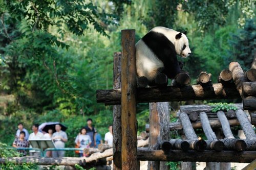 Милые и забавные панды из зоопарка Пекина