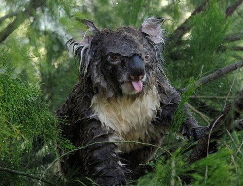 Как выглядит неухоженный коала