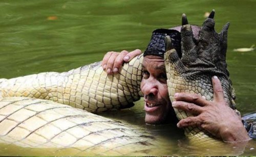 Ручной крокодил
