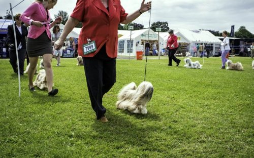 Выставка собак «Windsor Championship Dog Show»