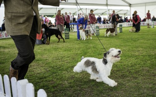 Выставка собак «Windsor Championship Dog Show»