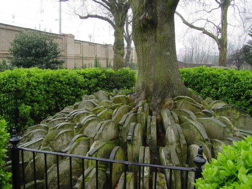 Дерево сотни надгробий
