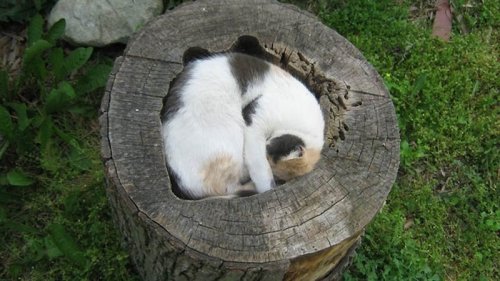 Идеальные места отдыха для котов