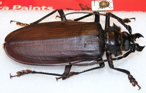 Самый большой в мире жук