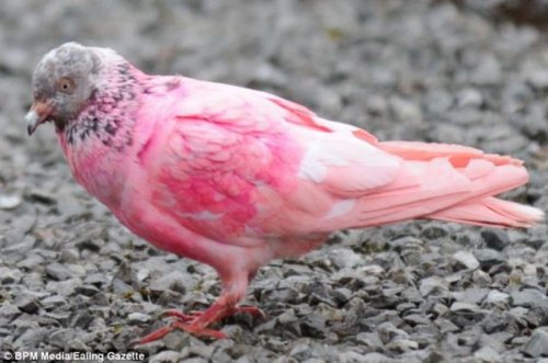 Я не голубь, я - фламинго!