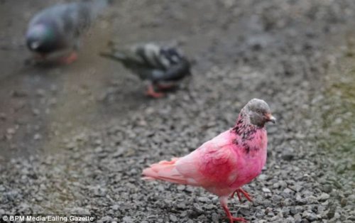 Я не голубь, я - фламинго!