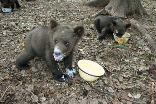 Питомник для медвежат "Чистый лес"