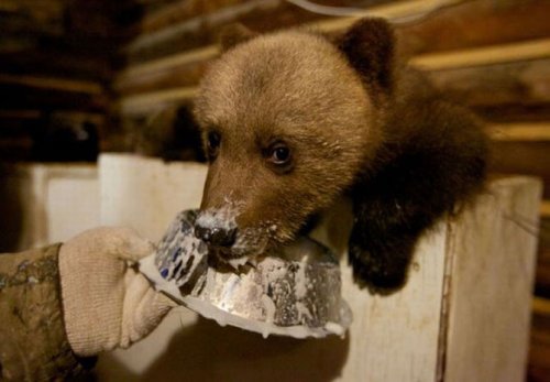 Питомник для медвежат "Чистый лес"