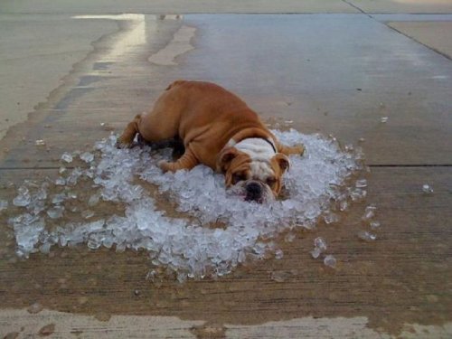 Последствия летней жары