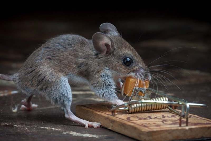 Фото мокрой мыши