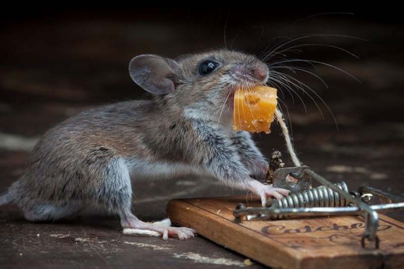 Наведи мышку. Мышка. Забавная мышь. Забавные Грызуны. Забавные мышки.