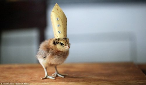 Очаровательные цыплята в шляпках