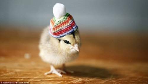 Очаровательные цыплята в шляпках